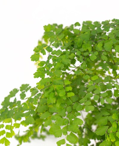Adiantum capillus-veneris - Adianto, Filigheddu, Capiddu Veneri, Capelvenere marino, pimpinella