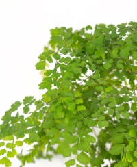 Adiantum capillus-veneris - Adianto, Filigheddu, Capiddu Veneri, Capelvenere marino, pimpinella