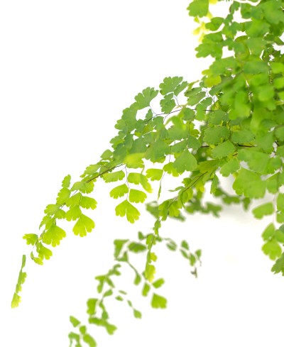 Adiantum capillus-veneris - Adianto, Filigheddu, Capiddu Veneri, Capelvenere marino, pimpinella