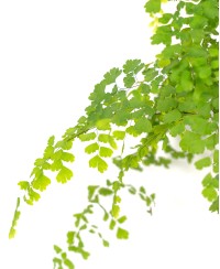 Adiantum capillus-veneris - Adianto, Filigheddu, Capiddu Veneri, Capelvenere marino, pimpinella