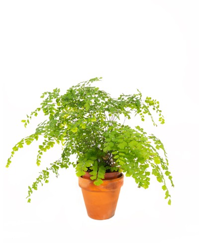 Adiantum capillus-veneris - Adianto, Filigheddu, Capiddu Veneri, Capelvenere marino, pimpinella