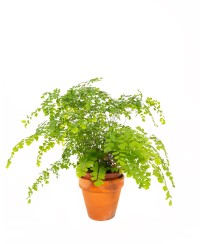 Adiantum capillus-veneris - Adianto, Filigheddu, Capiddu Veneri, Capelvenere marino, pimpinella