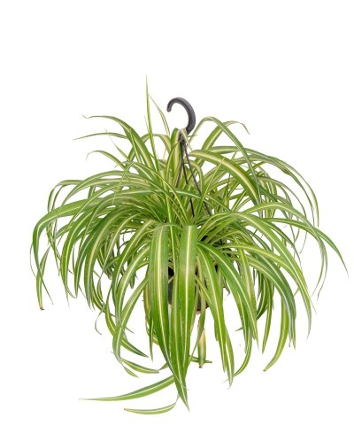Chlorophytum comosus "Vittatum" - nastrino, spider plant