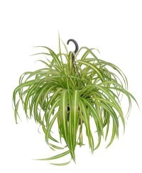 Chlorophytum comosus "Vittatum" - nastrino, spider plant