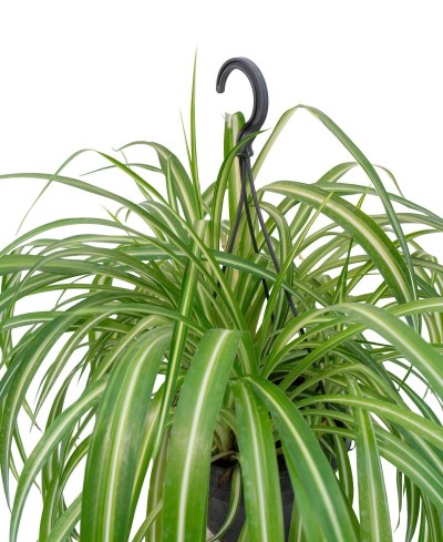 Chlorophytum comosus "Vittatum" - nastrino, spider plant