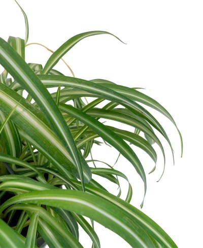 Chlorophytum comosus "Vittatum" - nastrino, spider plant