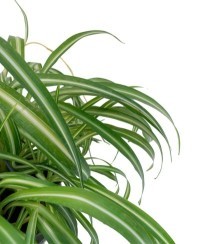 Chlorophytum comosus "Vittatum" - nastrino, spider plant