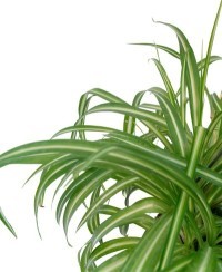 Chlorophytum comosus "Vittatum" - nastrino, spider plant