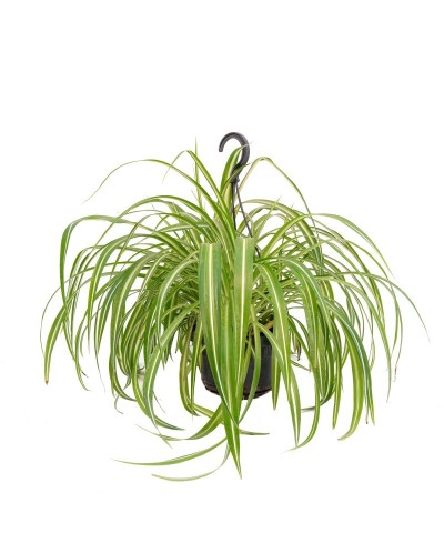 Chlorophytum comosus "Vittatum" - nastrino, spider plant