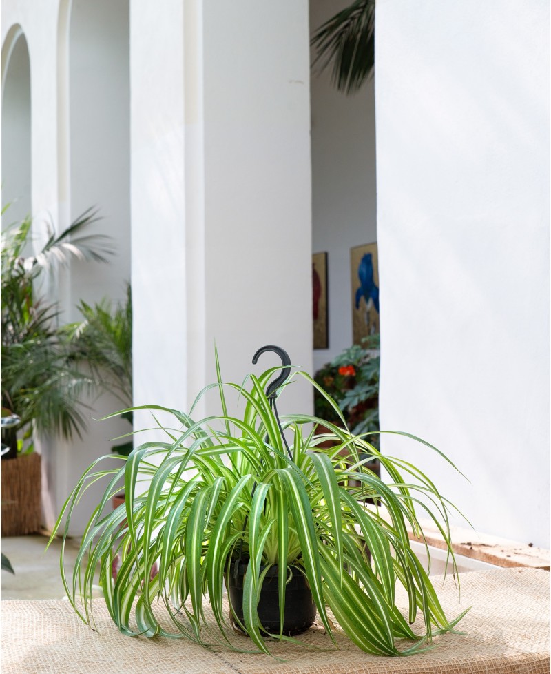 Chlorophytum comosus "Vittatum" - nastrino, spider plant
