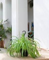 Chlorophytum comosus "Vittatum" - nastrino, spider plant